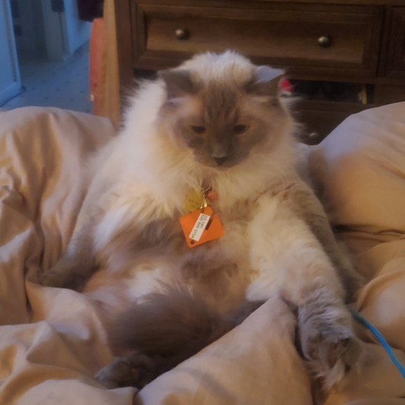 Meet your Posher, Renee - Picture 1 of 1